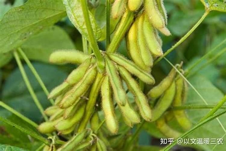 大豆施肥技术,追肥方法,施肥时间