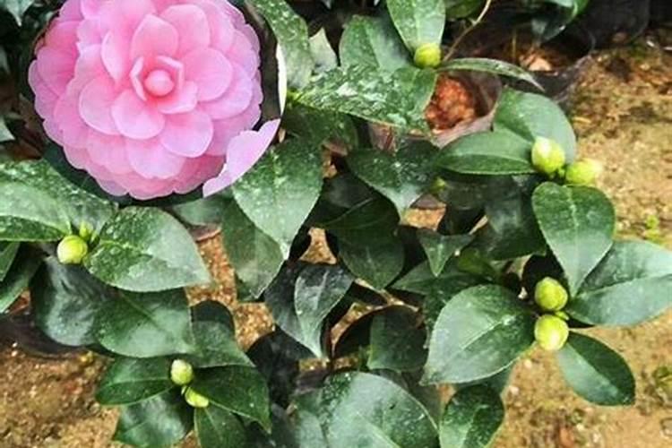 兰花消毒用什么药好