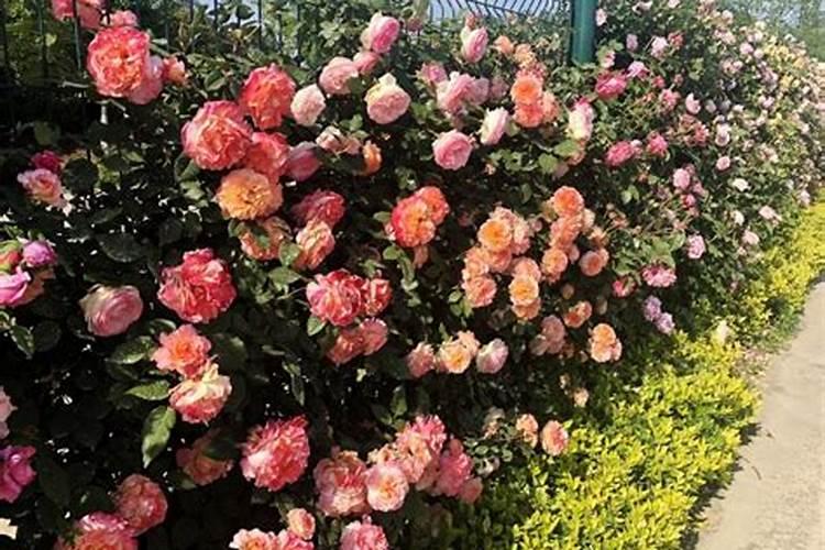 常见的花卉专用肥有哪些？