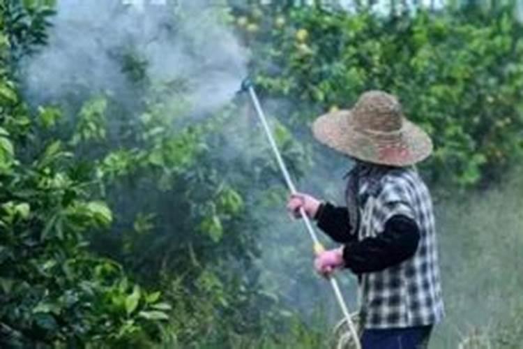 叶面肥什么时间打最合适