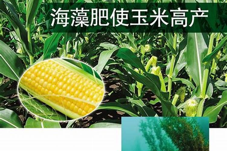 玉米如何喷叶面肥