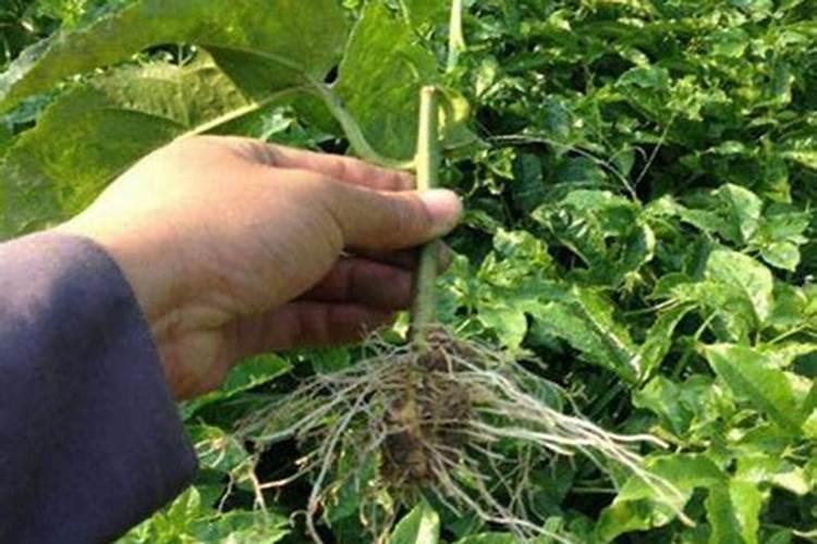 百香果叶面肥有哪些