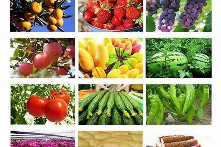 月季花可以浇茶叶水吗,不可以(附带养殖方法)