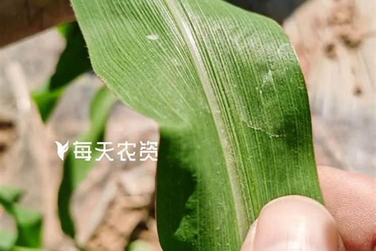 夏玉米追肥的最佳时间