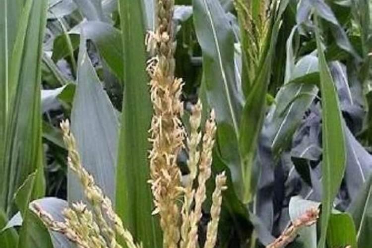 玉米过早抽穗怎么补救,抽穗期需要施什么肥