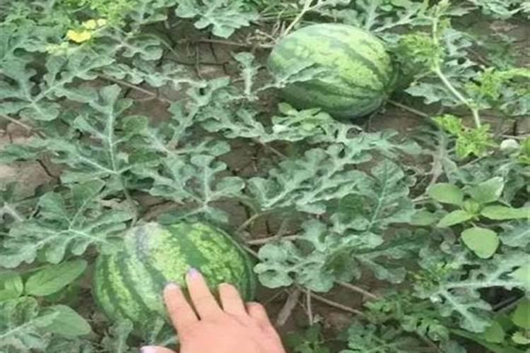 小麦叶面肥喷施时间