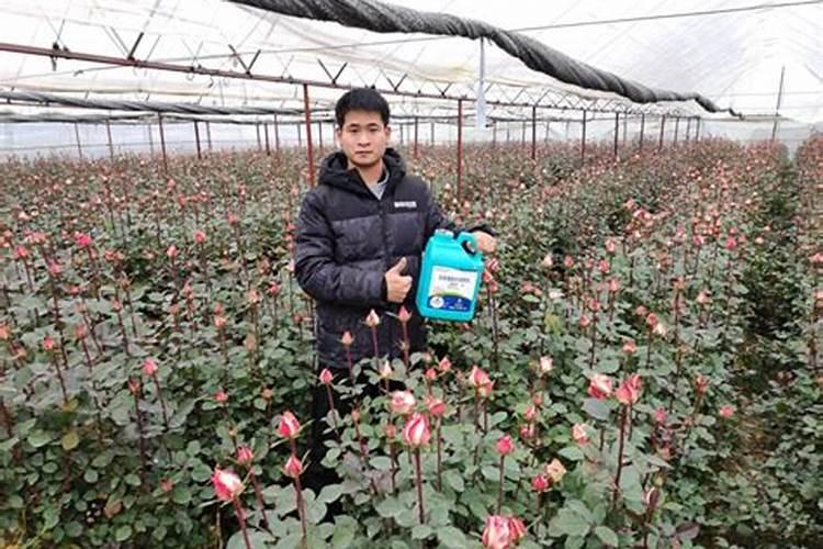 颗粒水溶肥巧棵力在什么作物上用效果好？