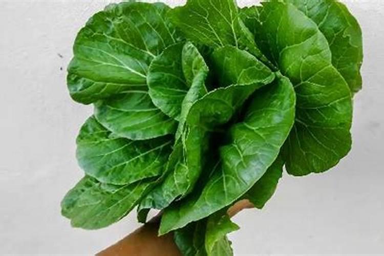 油菜施什么肥好