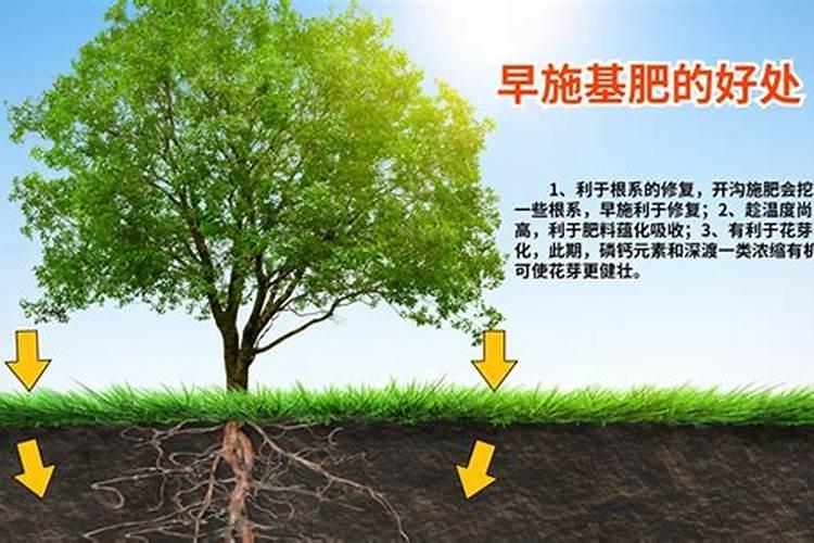 板栗园如何施用硼肥？