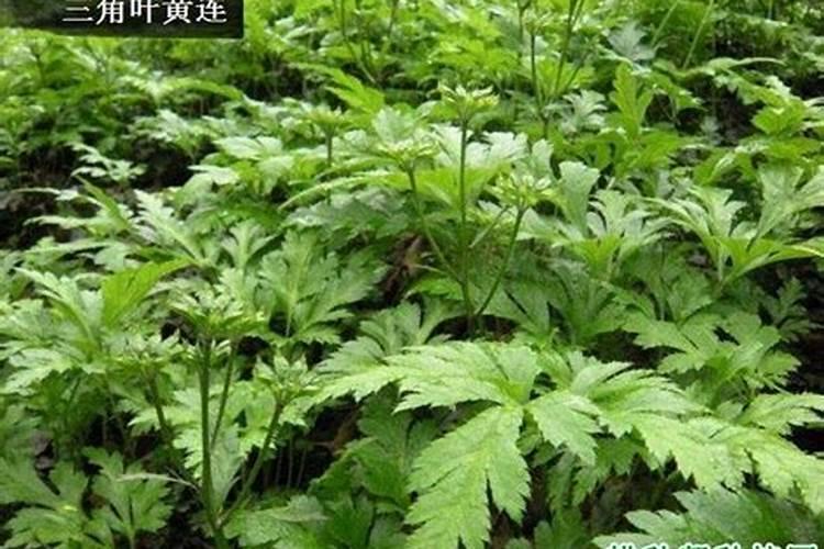 种蓝莓施用什么肥料合适