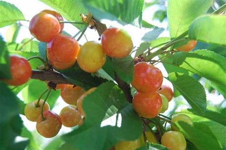 小樱桃树施肥量多少
