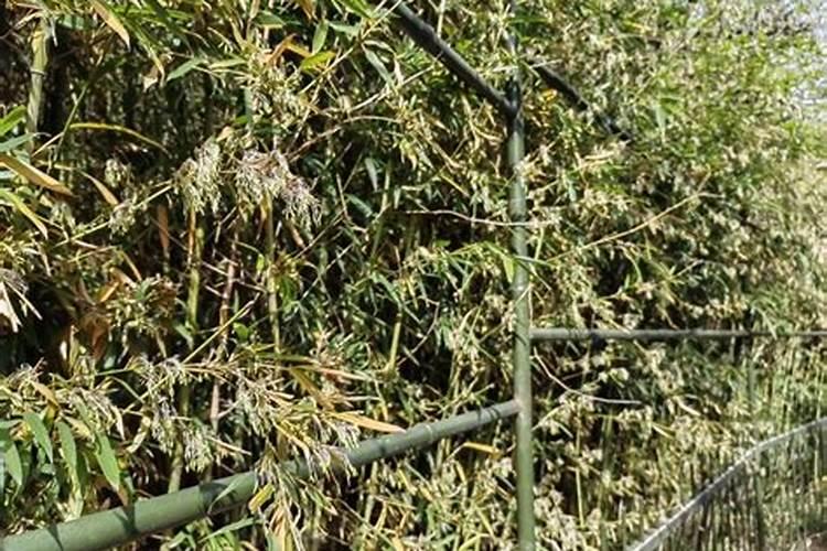 蔬菜作物氮素过多有哪些症状？怎样防治？