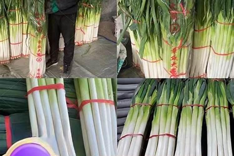 大葱亩产量一般多少斤 种植大葱一亩利润多少