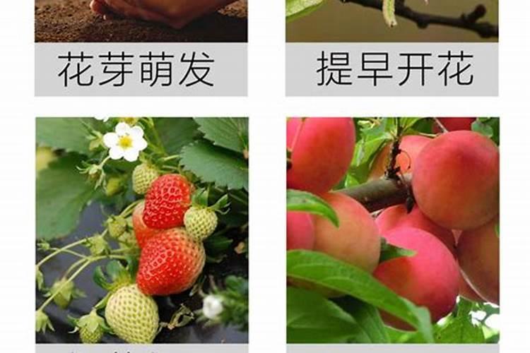 赤霉素和芸苔素哪个好