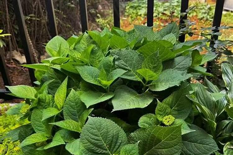 氮肥利用率不高的原因,氮肥对植物的作用