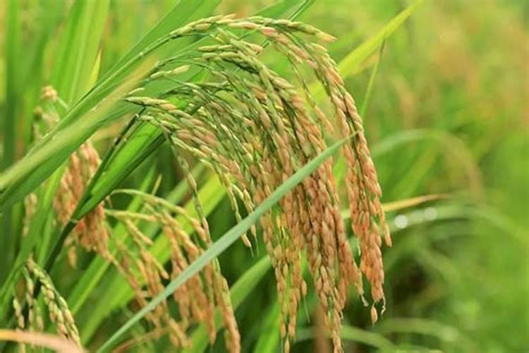 气候、生物等自然因素是如何影响腐殖质的质量分数、组成和性质的？