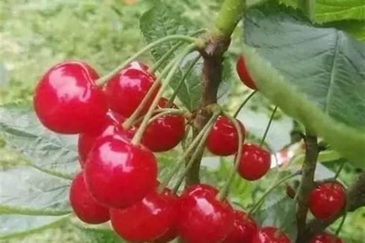 葡萄萌芽期施什么肥