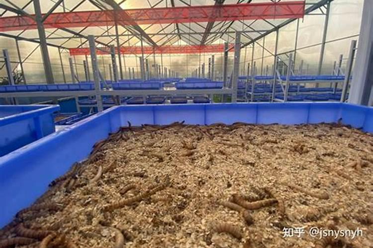 2024年生姜价格一览表 干姜多少钱一斤