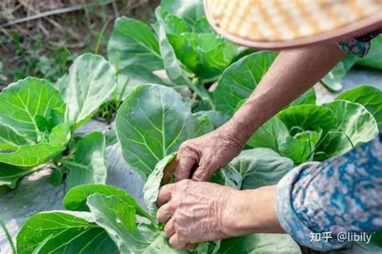 瓜果蔬菜叶面肥的正确使用方法(什么时候打叶面肥好)