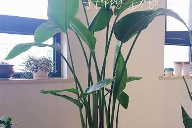 网购的多肉上盆能用多肉控释肥吗