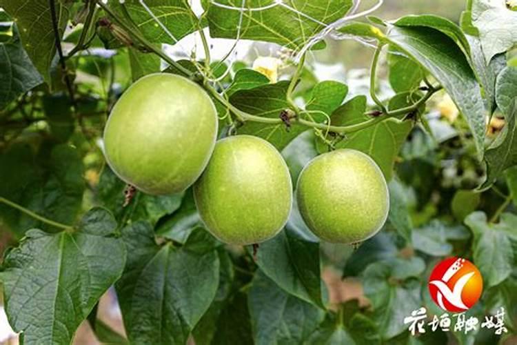 黄腐酸钾的特性功能