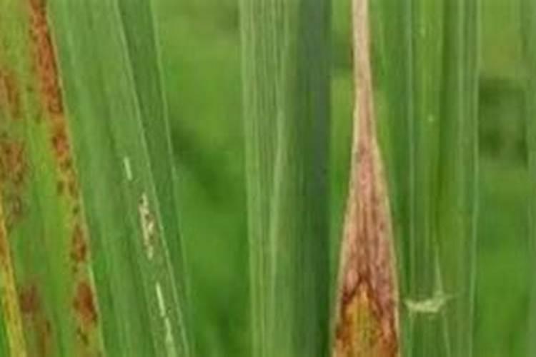 水稻赤枯病防治方法