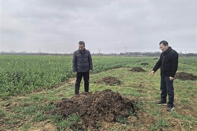 鲁抗有机肥怎么样