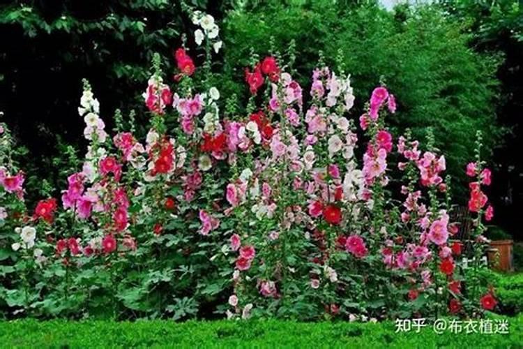 蜀葵施肥方法,用什么肥好