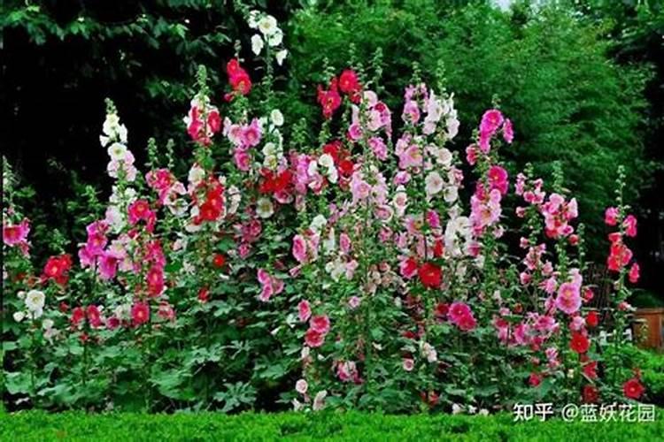 蜀葵只长叶子不长茎