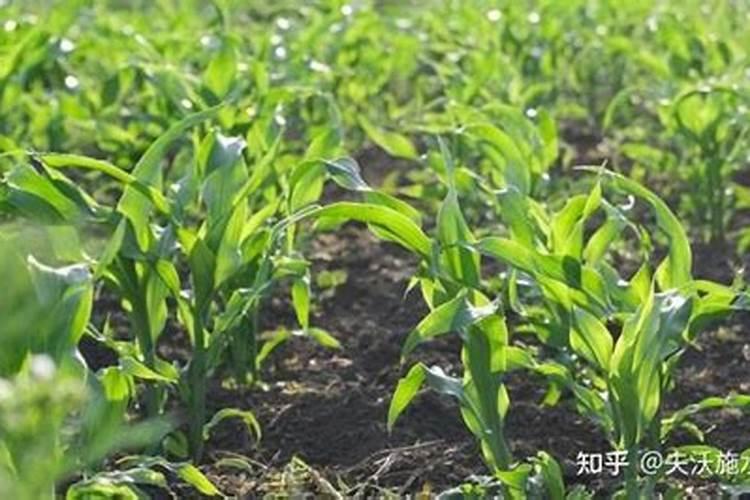 能让玉米增加10%产量的叶面肥