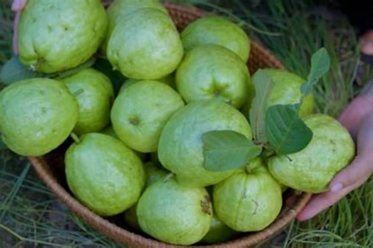 复合肥与掺混肥哪个比较好？啥土壤适合缓控释肥？