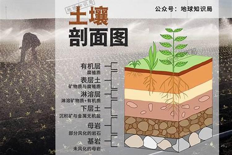 红土地适合什么作物种植？