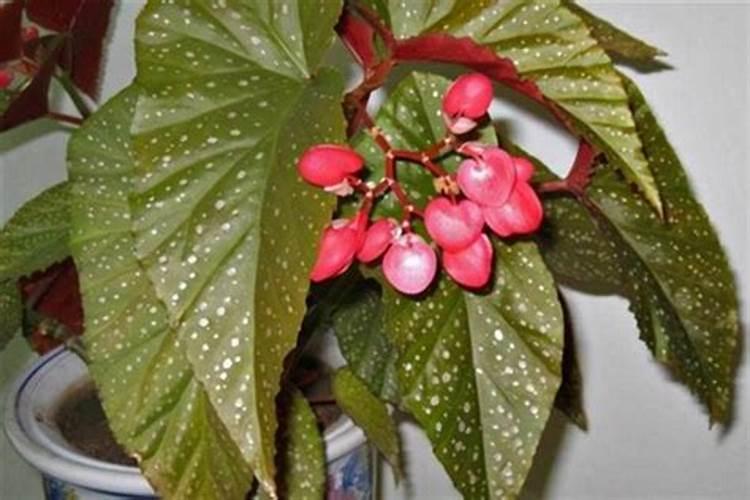 在盆栽柠檬怎样施复合肥？