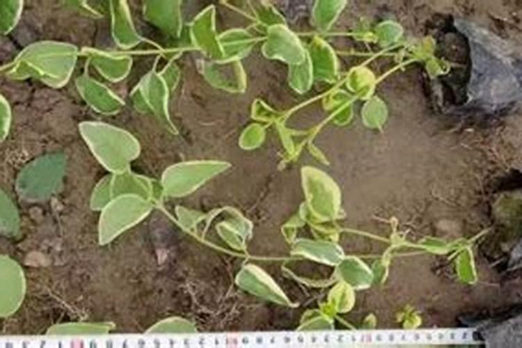 氮肥有哪几种叶面肥为氮肥