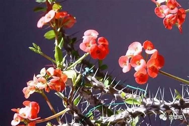 山东复合肥厂一览表