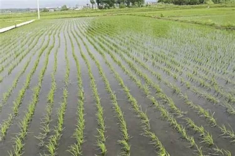 硫酸锌和硫酸镁是否影响植物生长？