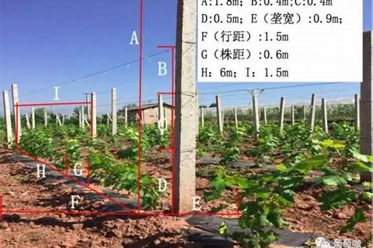 一颗葡萄树施多少复合肥？