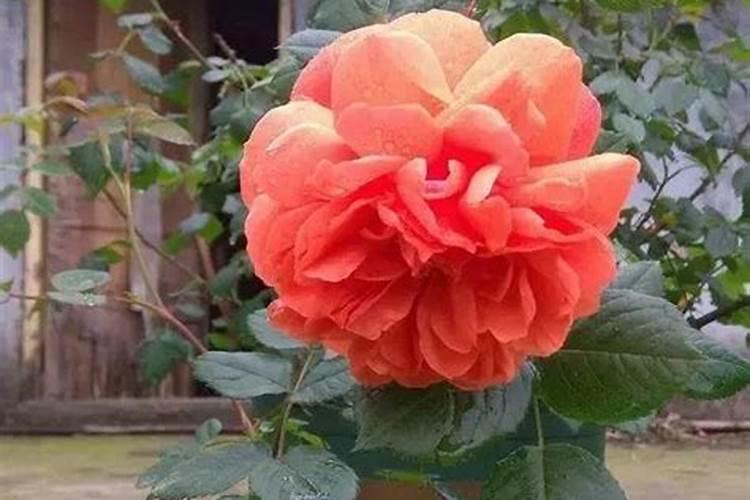 冬天可以给花施肥吗