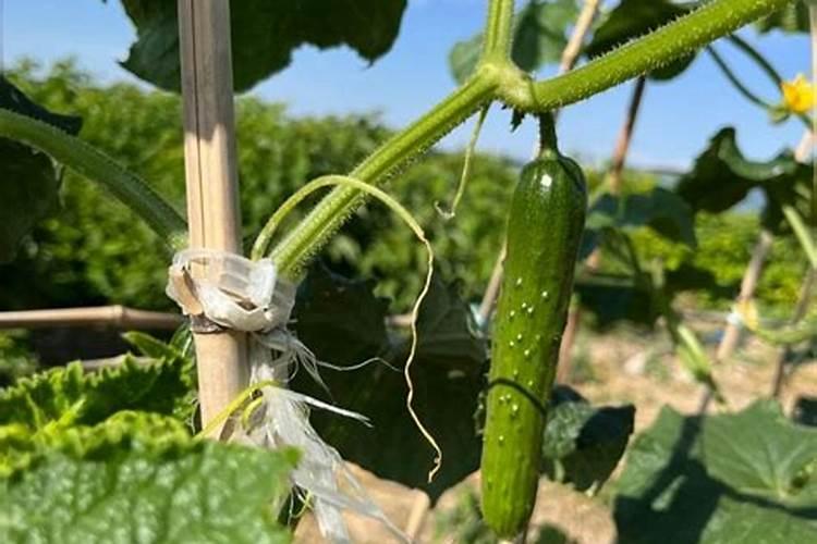 磷酸二氢钾买哪个牌子的好？