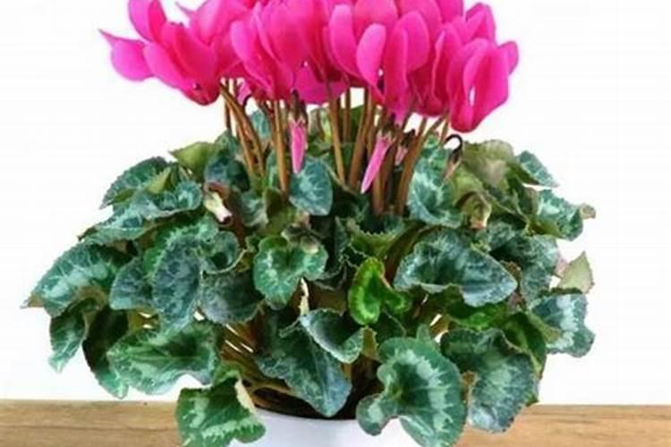 水稻什么时候打农药