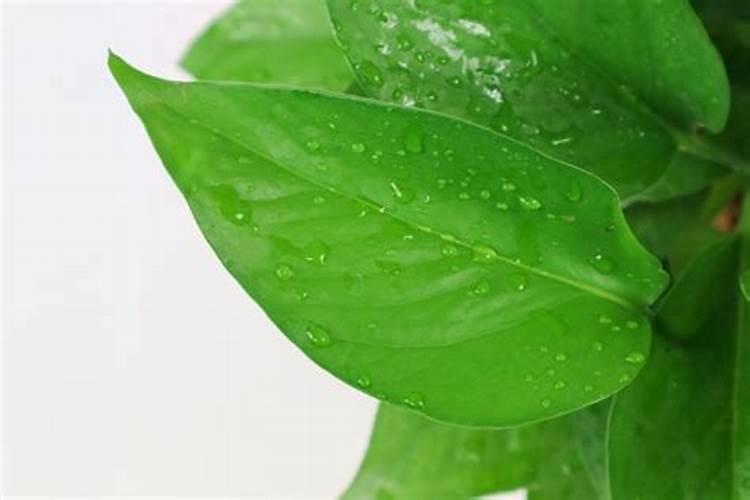 草本植物后期怎么养护