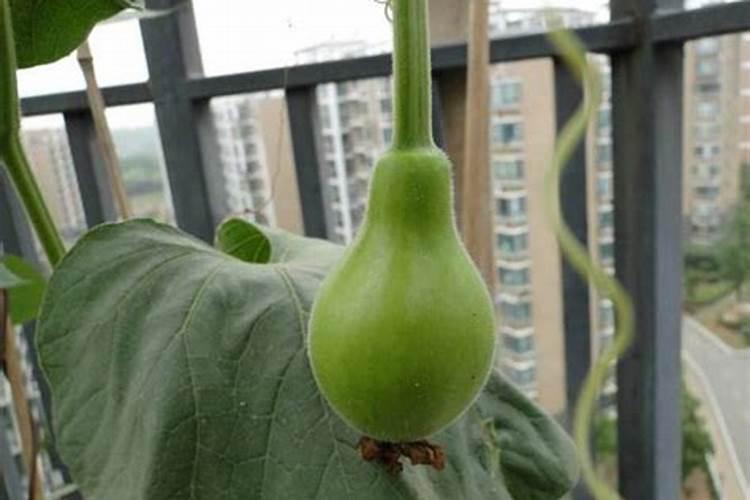 云豆生菜黄瓜韭菜苦菊南瓜 蔬菜施牛,马粪肥可以吗？