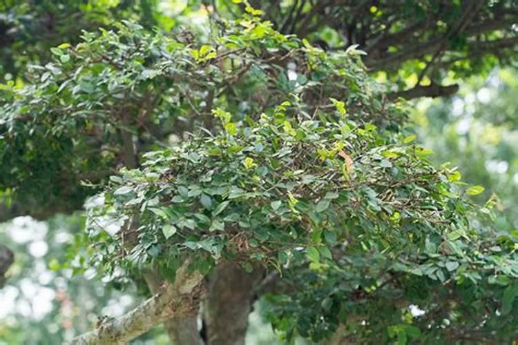 请问【中华蚊母】和【小叶榆树】2种盆景浇水施肥的方法