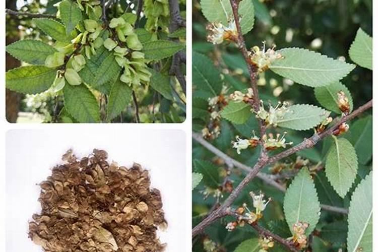 小叶榔榆怎么长粗