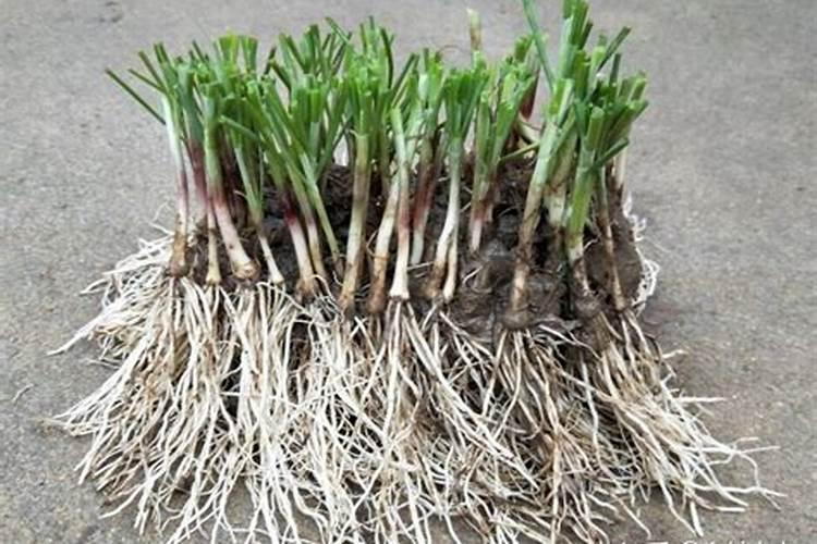 黄腐酸钾用多了的危害