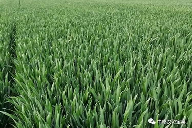 山东省济宁市盛产什么水果