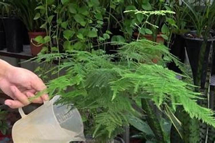 西红柿哪个时间段或温度喷花好？