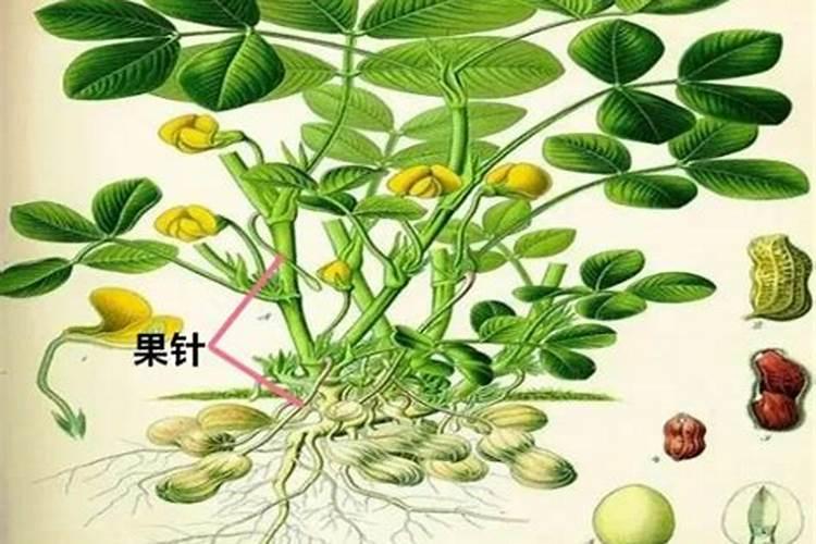 免深耕土壤调理剂可以和花生种子接触吗？