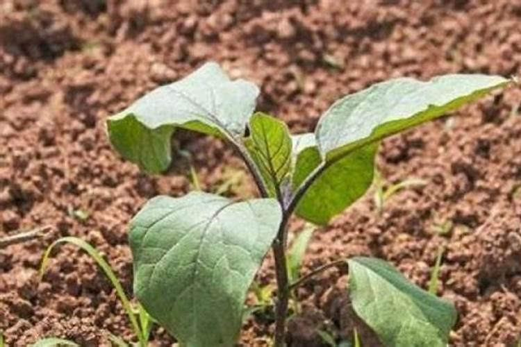 栽茄子苗的时候需要用底肥吗