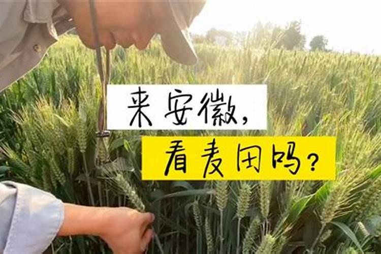 小麦底肥如何科学配比才能高产？